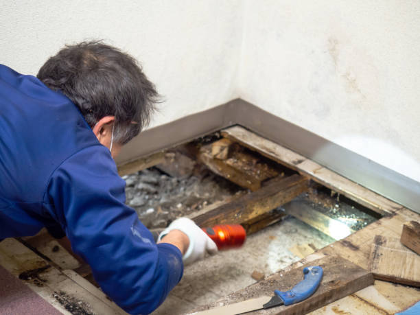 Best Residential Mold Remediation in Westland, MI