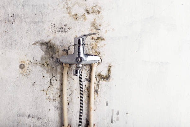 Best Post-Flood Mold Remediation in Westland, MI
