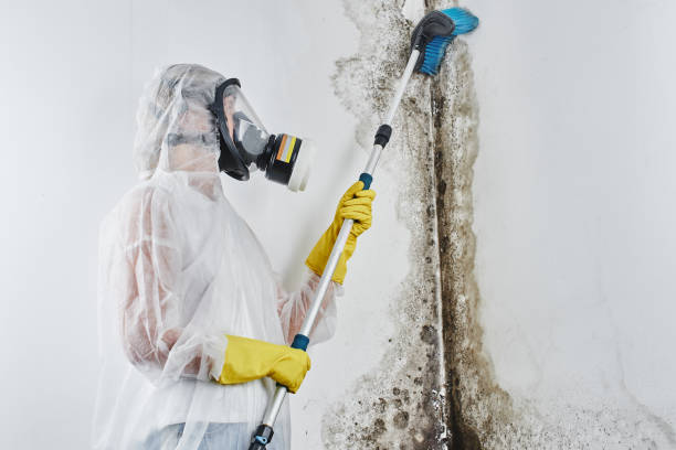 Best HVAC Mold Remediation in Westland, MI