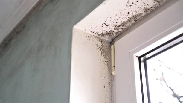Best Localized Mold Remediation (e.g., coastal areas, humid climates) in Westland, MI