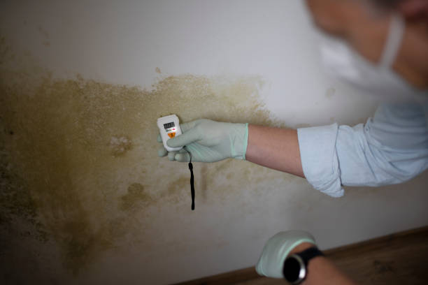 Best Insurance-Related Mold Remediation in Westland, MI