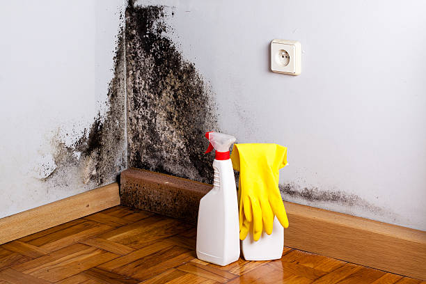 Professional Mold Remediation in Westland, MI